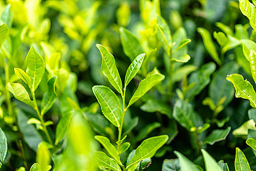 Pas epidemisë, industria e çajit përballet me sfida të shumta