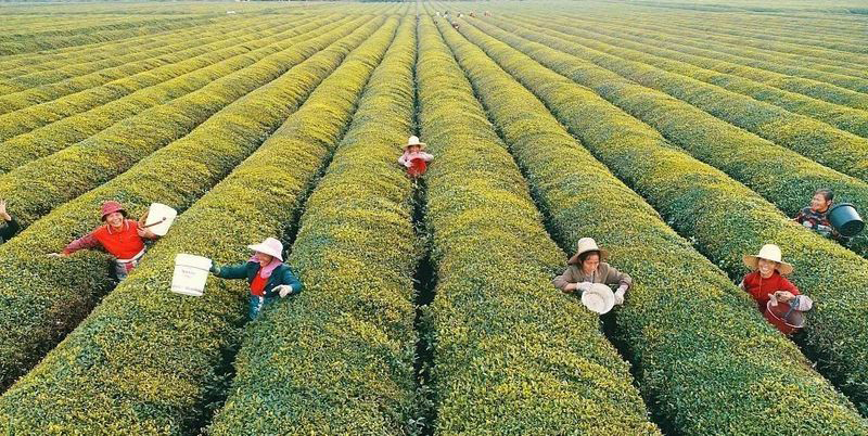 Measures to remediate soil acidification in tea gardens