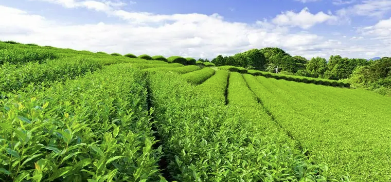 Proteggi le piantagioni di tè in autunno e in inverno per contribuire ad aumentare il reddito
