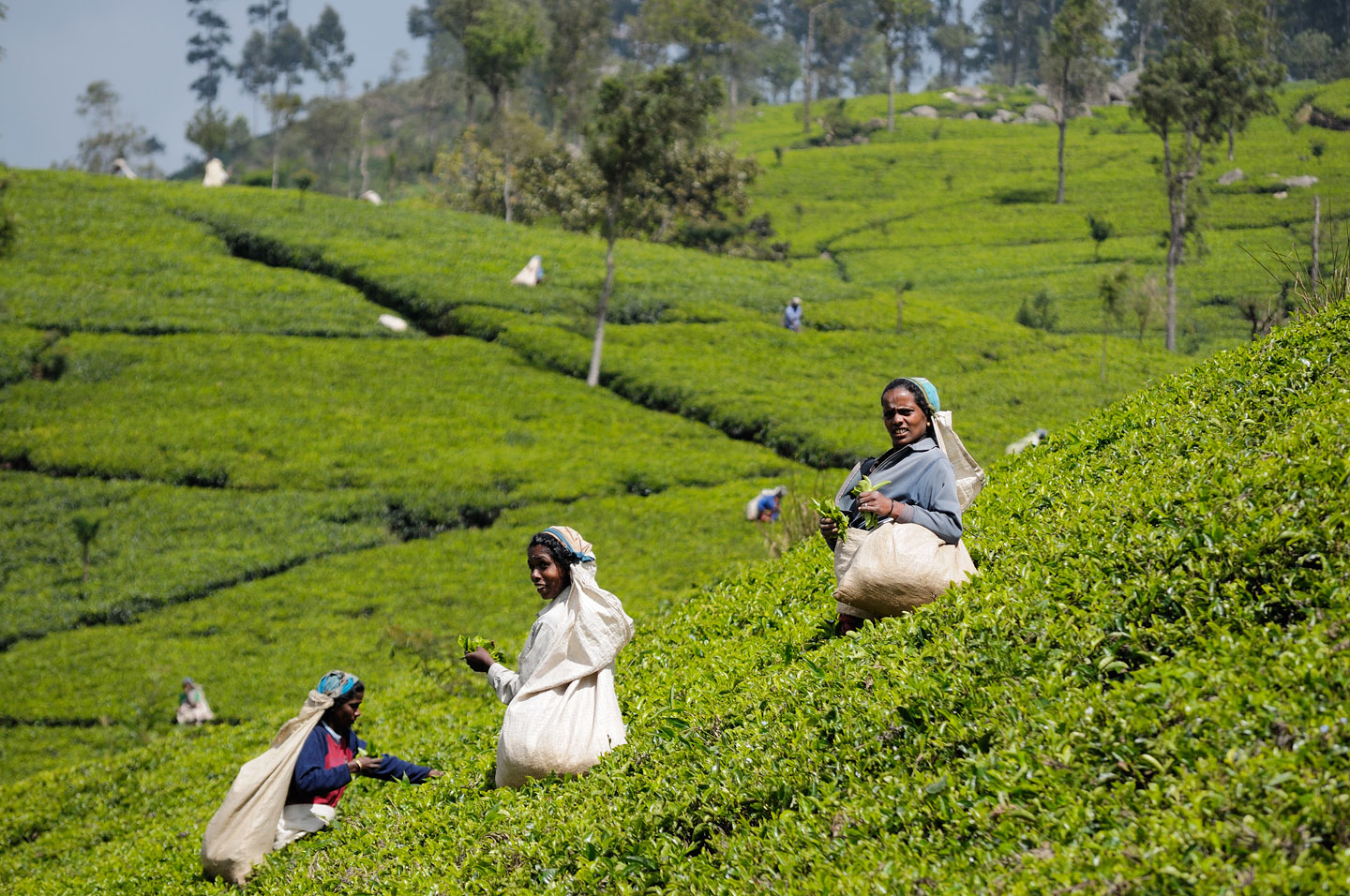 Os prezos do té soben en Sri Lanka