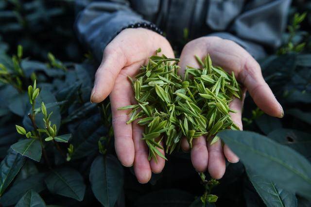Нов сезон за бране и обработка на чай Spring west lake Longjing