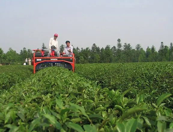 Theeoogstmachines helpen de efficiënte ontwikkeling van de thee-industrie
