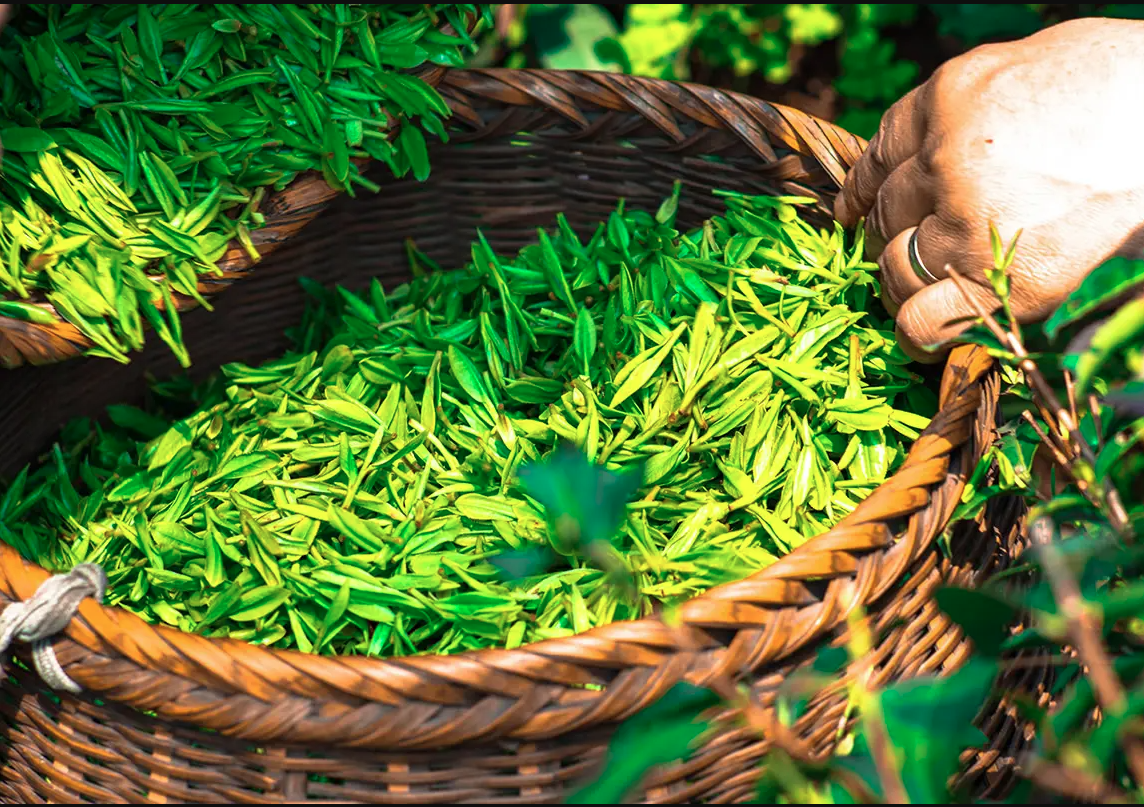 La produzione di tè in Bangladesh raggiunge livelli record