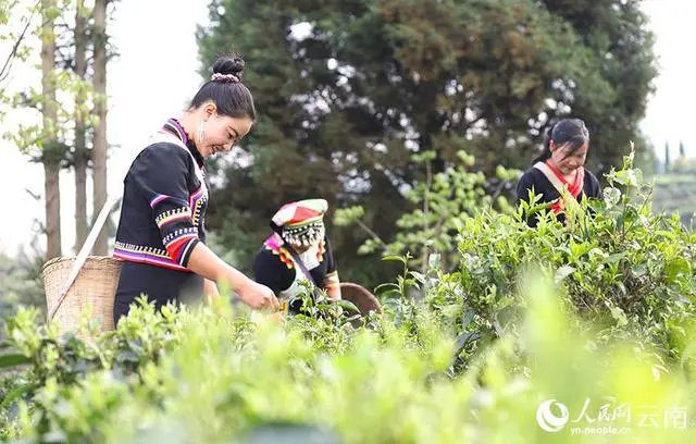 A demanda de calidade do té impulsa os xardíns de té intelixentes