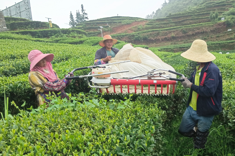 Tea picking masine befoarderet minsken syn ynkommen