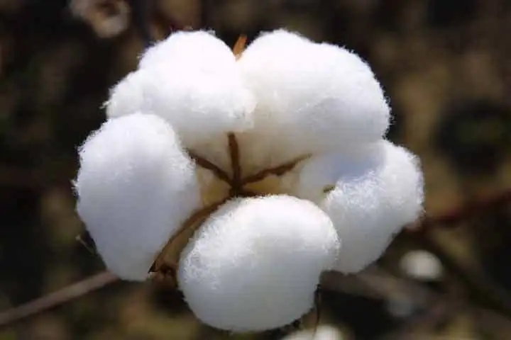 The Main Intrinsic Technical Properties of Cotton Fiber