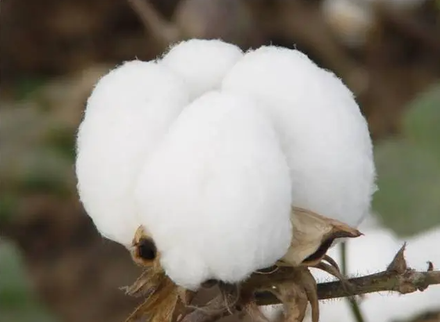 Tela na may 50% recycled cotton