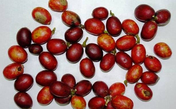 'Krvavo voće' bogato je antioksidansima i dobar je izvor prirodnih bojila