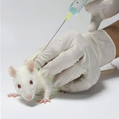 動物実験と化粧品の取引を禁止しましょう！
