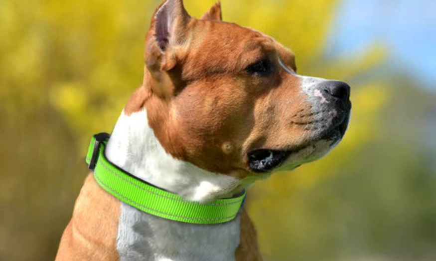 Choosing the Right Reflective Collar for Your Pet