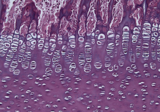 Epiphyseal Plate Biological Microscopy Imaging