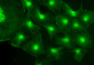 Cell Fluorescence Mirocscopy Imaging-TrueChrome Metrics