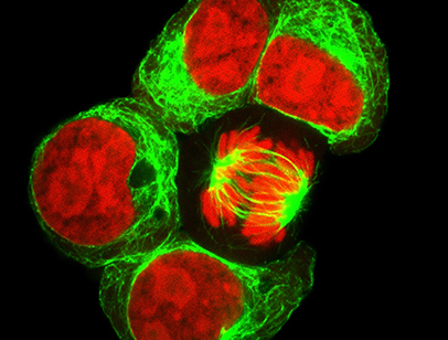 Fluorescence Cell Division