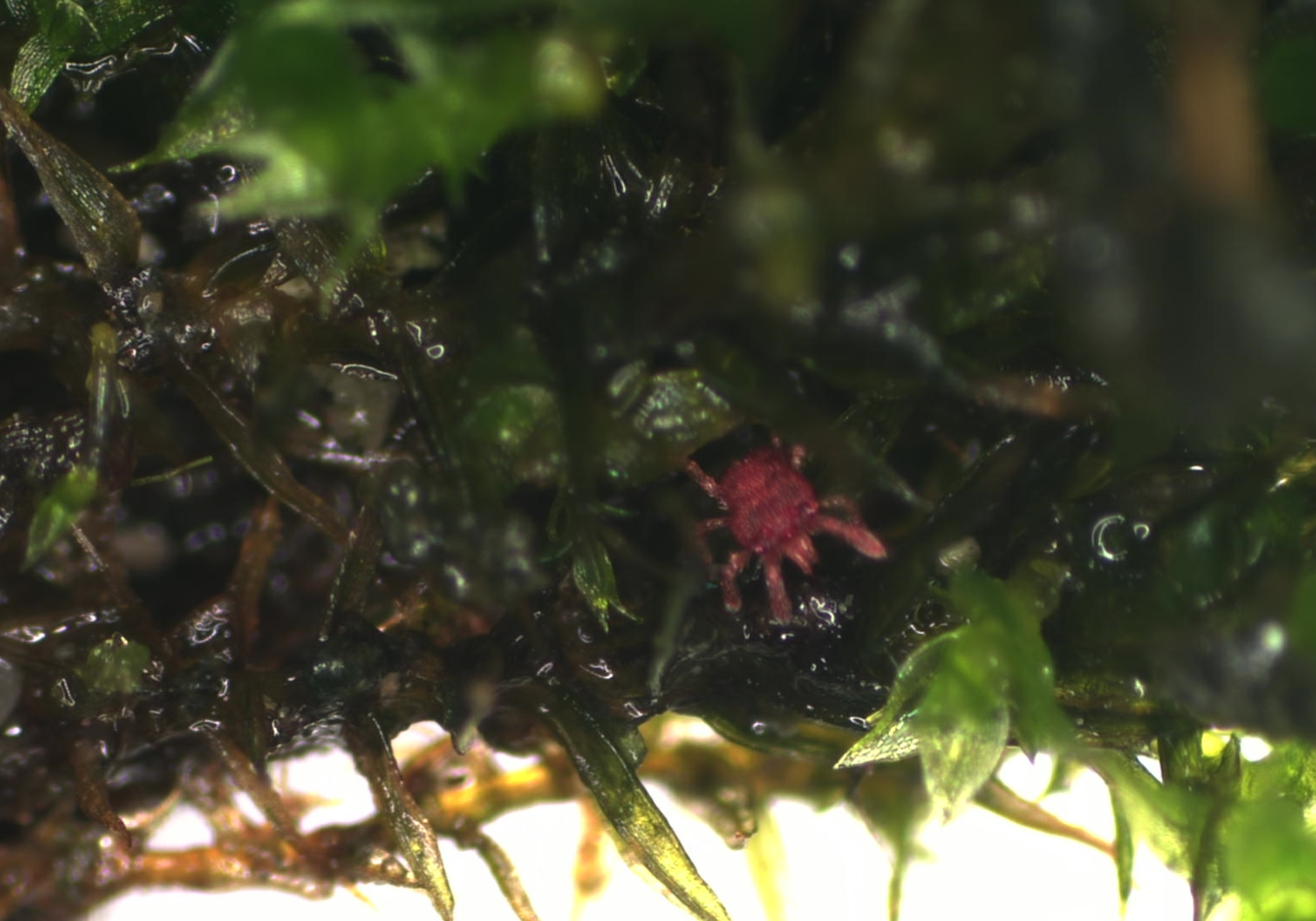 Macro red spider video taken by TrueChrome II