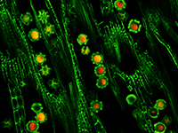 Plant Fluorescens Imaging