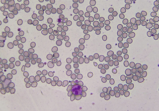 Hemocyte Biological Microscopy imaging