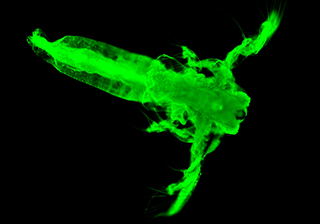 Shrimp Fluorescence Microscopy Imaging