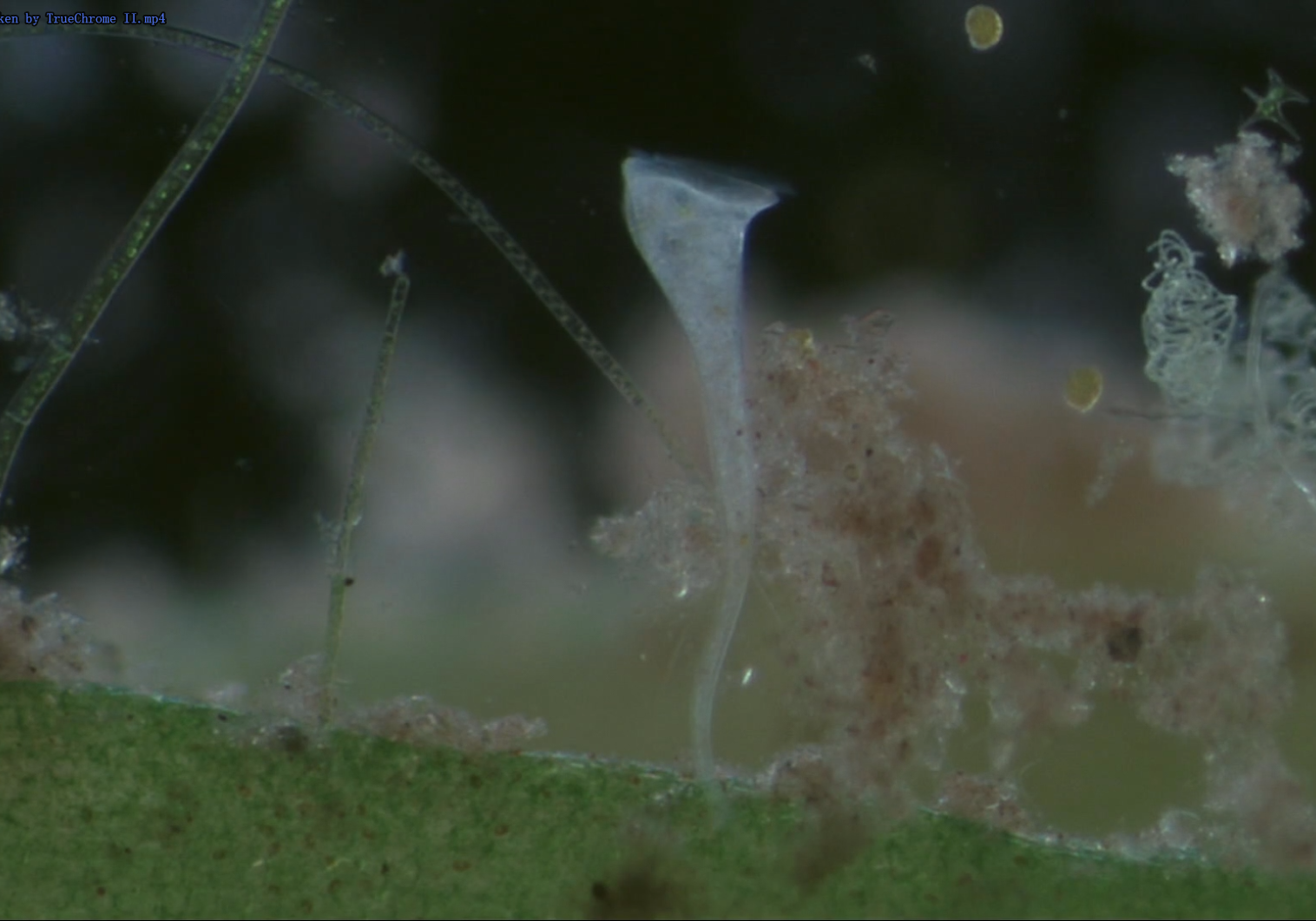 Plankton image taken by TrueChrome II