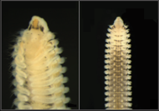 Darkfield Cell Imaging – New species of the genus Spio (Annelida, Spionidae) from the southern and western coasts of Korea
