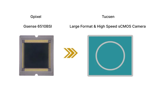 Tucsen Photonics to integrate the GSENSE6510BSI sensor, offering more options for a large field of view, high-speed sCMOS customer