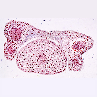 Miocroscop bith-eòlasach - Fuaigheal fèin-ghluasadach Lilium 20x