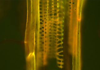 Wheat Stem Section Fluorescence Imaging