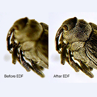 Stereo microscopy insect by live EDF