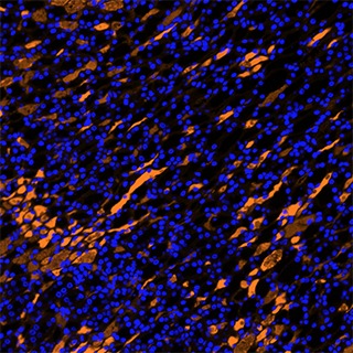 Kidney Cell Fluorescence Imaging 