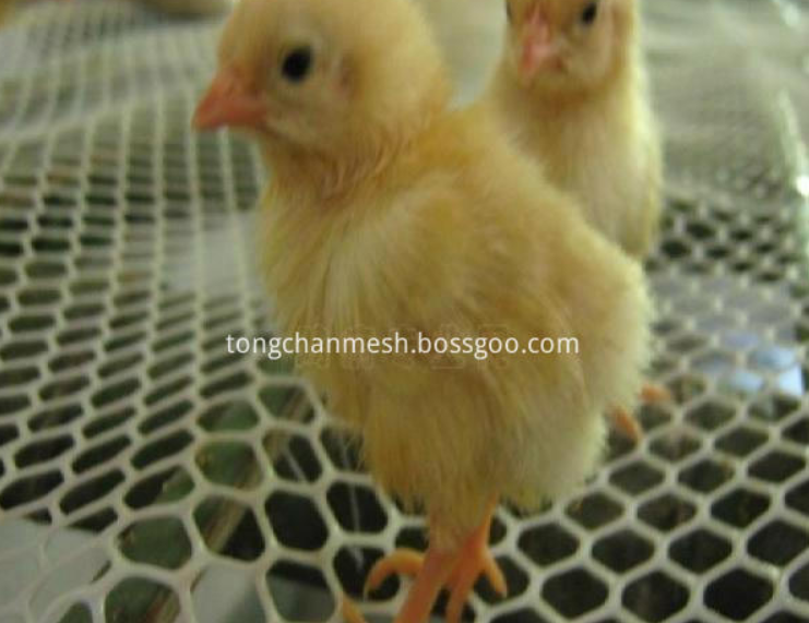 Plastic Stretched Hexangular Poultry Netting