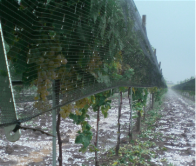Anti Hail Netting For Agriculture Farming Plants