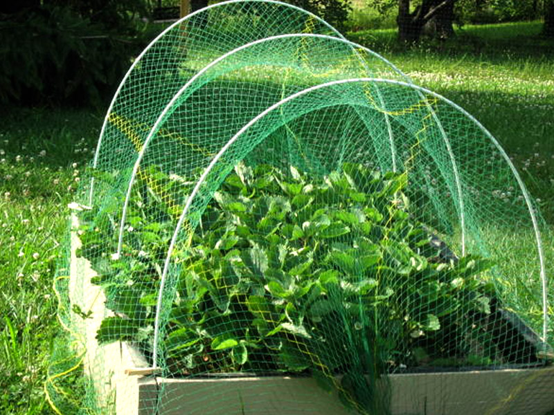 Fruit-Cage-netting