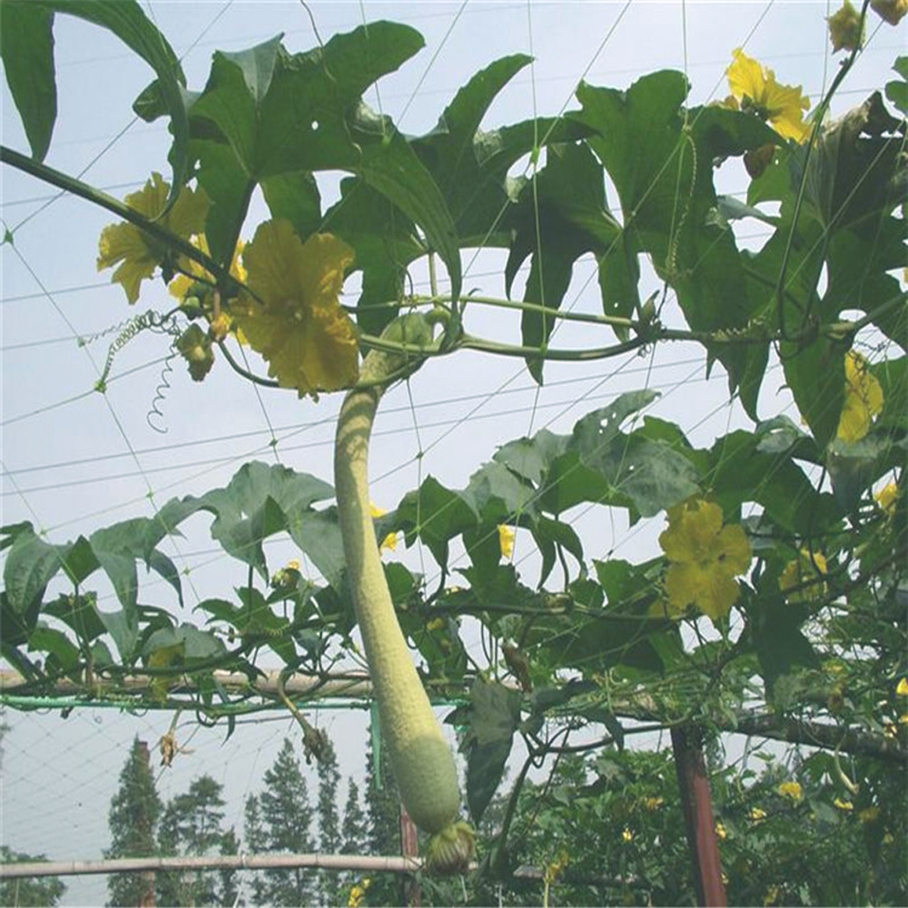 Plastic Agricultural Vegetable Trellis Netting