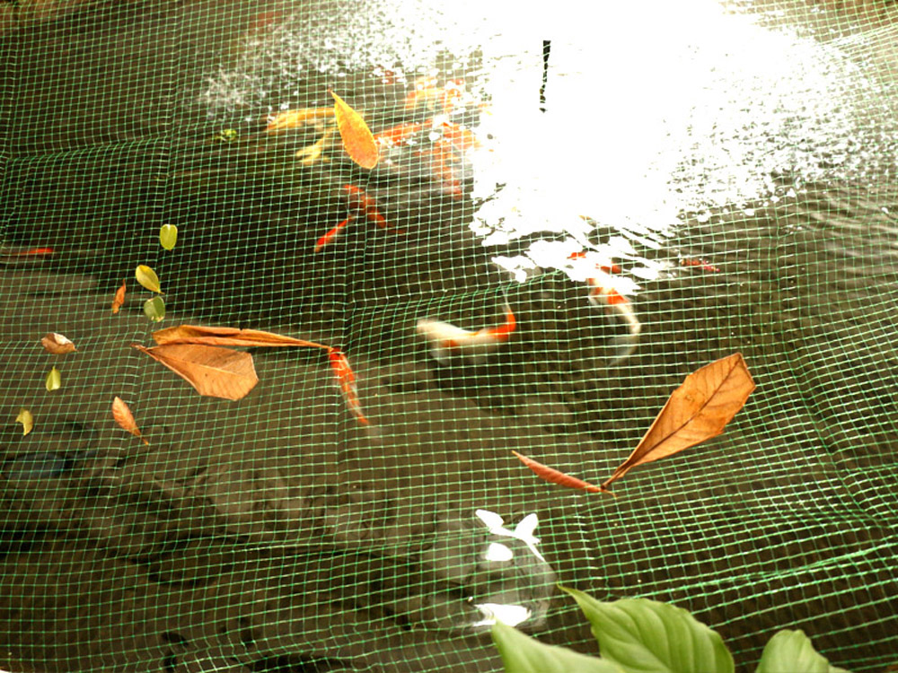 Plastic Square Mesh Diamond Mesh Pond Net Anti Bird Anti Leaf Netting Featured Image