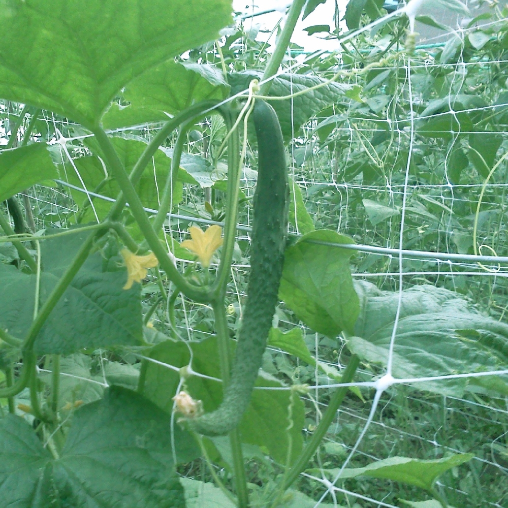 komkommer plant ondersteuningsnet