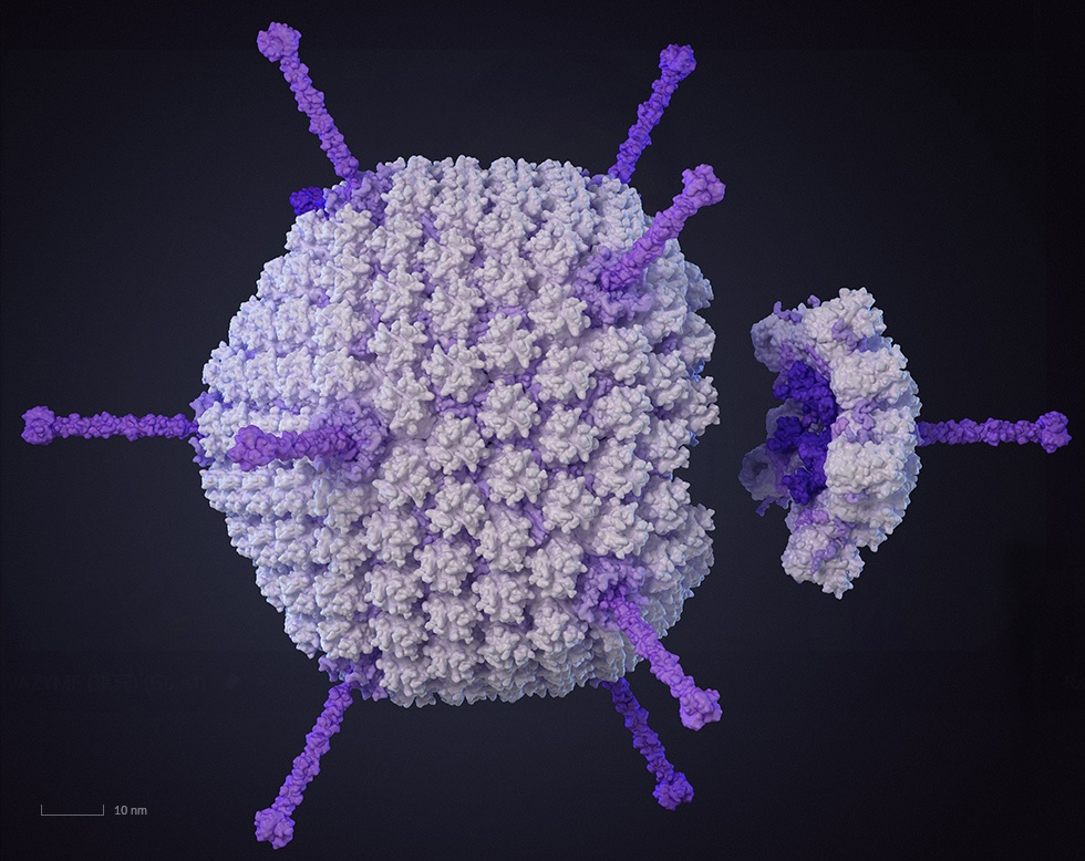 โซลูชั่นรวม |“โควิด-19 + อดีโนไวรัส” คือ “ผู้ร้ายตัวจริง” หรือไม่?- โรคตับอักเสบเฉียบพลันโดยไม่ทราบสาเหตุในเด็ก