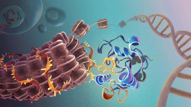 종이 공유 |자연은 염색질을 조절하는 RNA m6A의 새로운 메커니즘을 밝힙니다