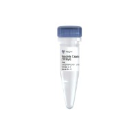 Vaccinia Capping Enzyme (10 U/μl) DD4109PCEN