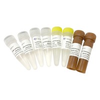 VAHTS Library Quantification Kit for IIIumina DNA Standard 1-6 NQ105