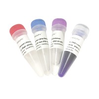 Vazyme LAmp DNA Polymerase (Mg2+ free buffer, with dNTP)