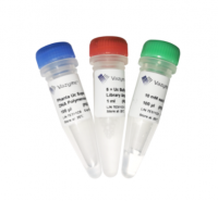 Phanta Uc Super-Fidelity DNA Polymerase for Library Amplification P507