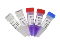 Kit de RT-PCR en une étape HiScript II (Dye Plus) P612