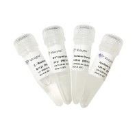 Single Cell Sequence Specific Amplification Kit P621