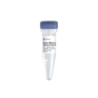 Inhibitor Murine RNase (Gun ghlicerol) RL301