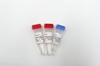 Taq Pro Multiplex DNA Polymerase (Sònrachas àrd) PM202