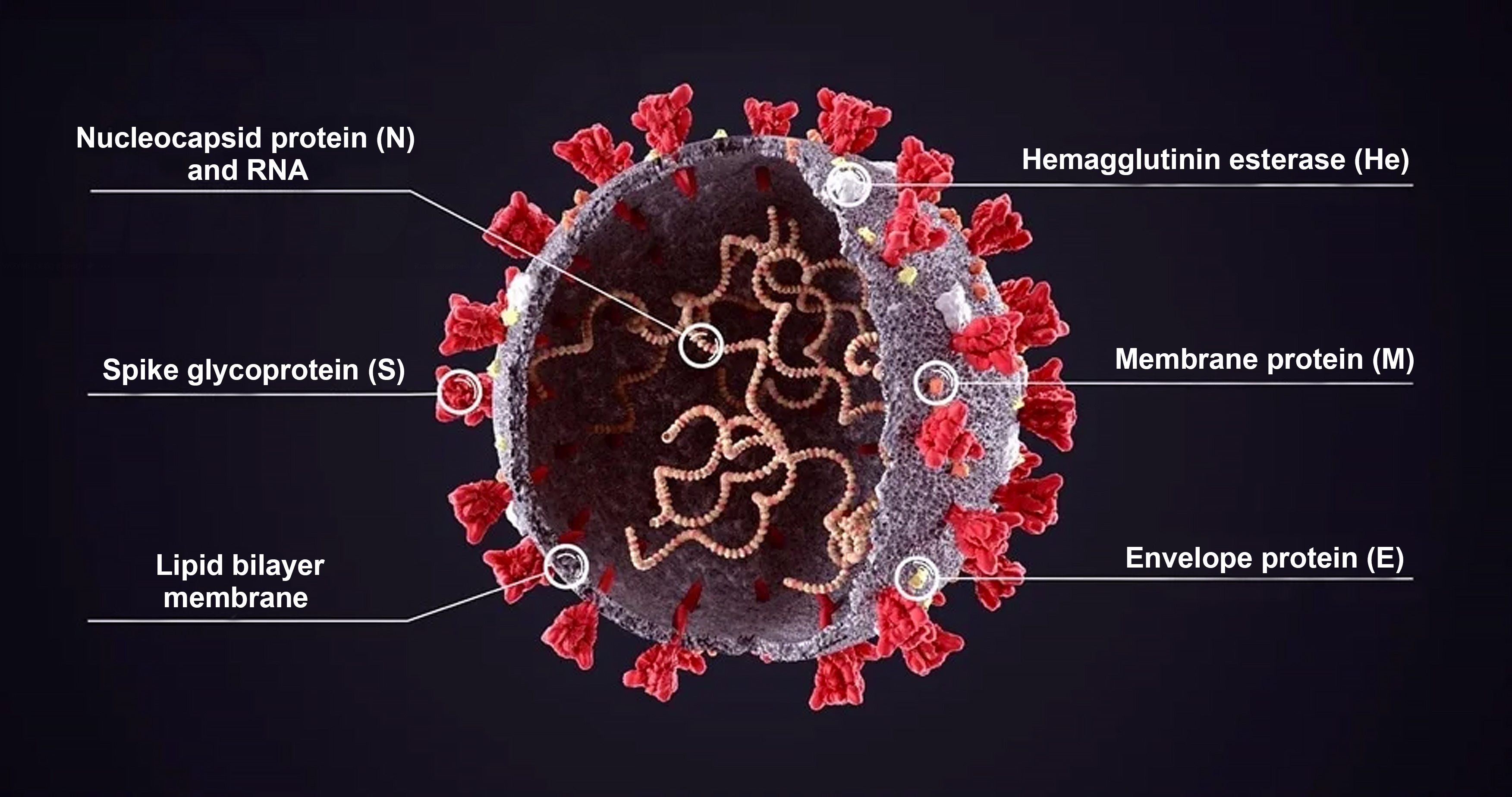 Imipaka yubumenyi 丨 SARS-CoV-2 Pseudovirus