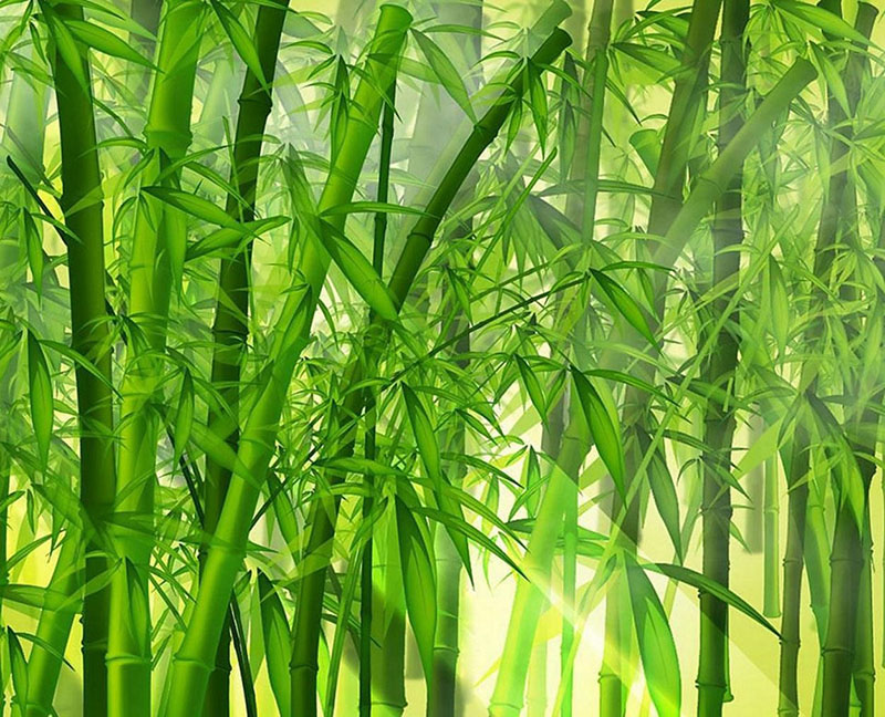 Que savez-vous des tissus en bambou ?
