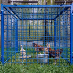 PVC Welded Wire Mesh
