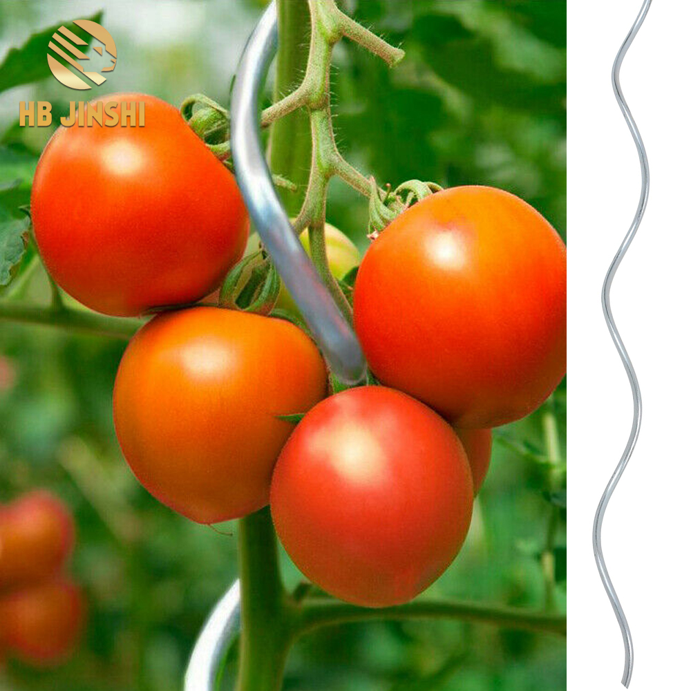 Greenhouse tomato spiral plant stake 1.8m tomato seedling growing climbing support