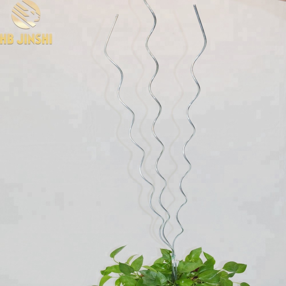tomato plant growing spiral support iron wire