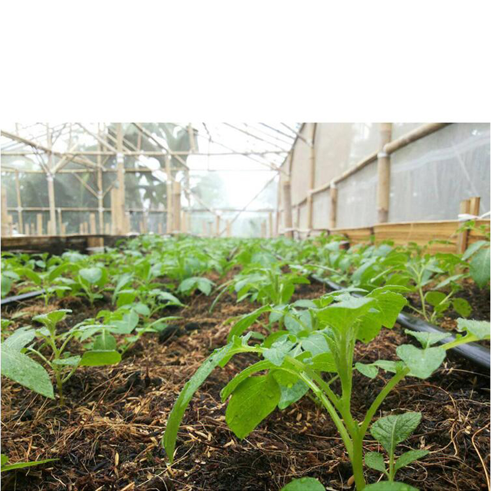 One of Hottest for Steel H Stakes - 16mm Diameter PE Agricultural Drip Irrigation Pipes for Vegetables – JINSHI